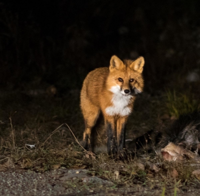 A salvat un pui de pisică. L-a crescut.Ceva era ciudat, se transformase.Au realizat ce era, au fugit