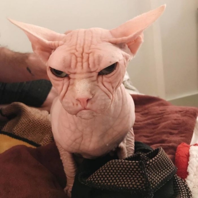 Așa arată cea mai supărată pisică din lume. O detronează pe Grumpy Cat?