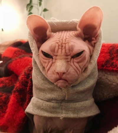 Așa arată cea mai supărată pisică din lume. O detronează pe Grumpy Cat?