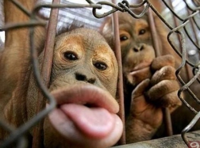 Maimuta evadata de la Zoo