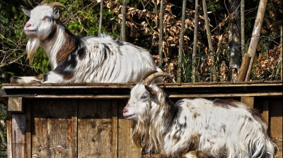 Români condamnaţi la închisoare după ce au ucis o capră la Zoo Berlin. Explicația lor? Le era foame