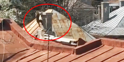 Maimuta evadata de la Zoo