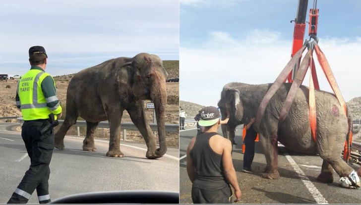 Un camion în care se aflau cinci elefanți, implicat într-un accident rutier
