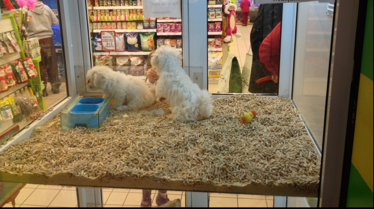 Primăria Capitalei vrea să interzică vânzarea câinilor și pisicilor în pet-shopuri