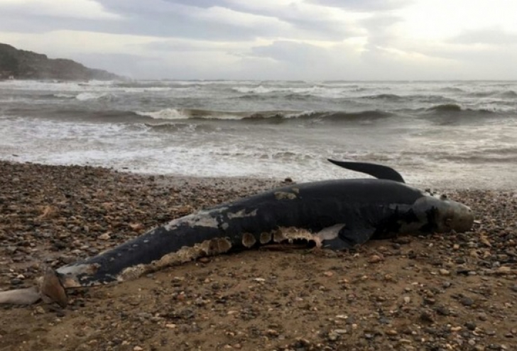 Descoperire terifiantă în burta unui caşalot găsit mort pe o plajă din Spania