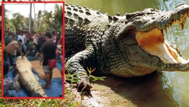 Descoperire înfiorătoare în burta unui crocodil de 7 metri! "Nici în cele mai negre vise..."