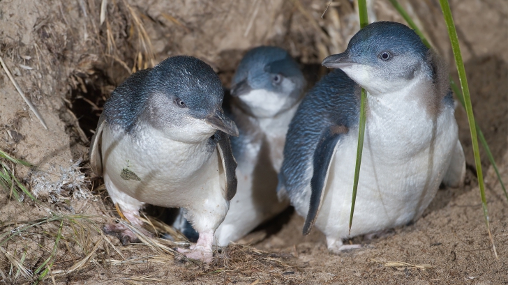 Mii de pinguini au fost găsiţi morţi pe coasta Noii Zeelande