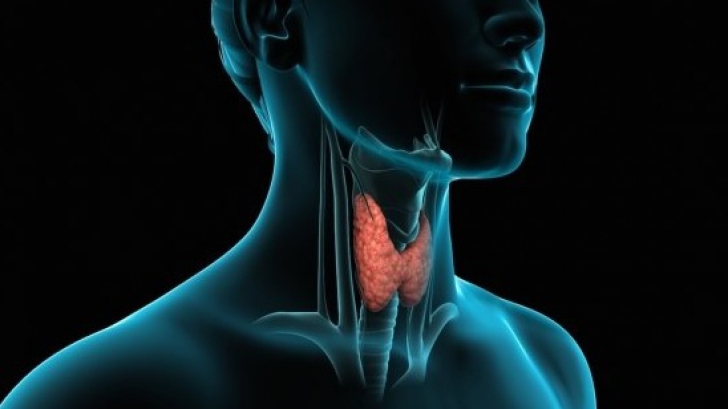Testul rapid care îţi spune dacă tiroida funcţionează normal
