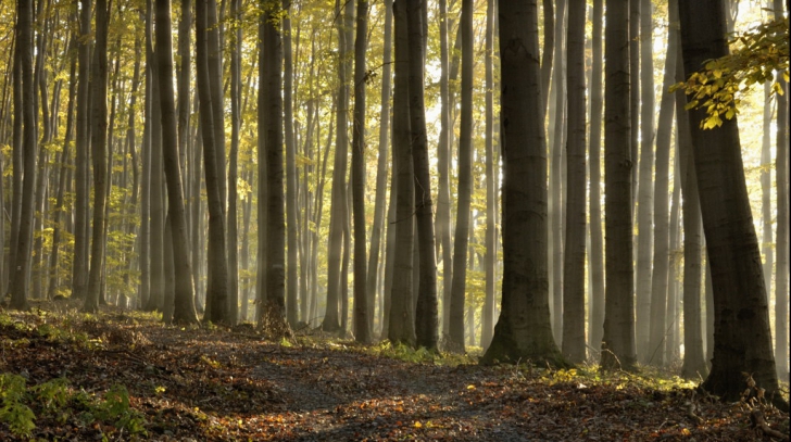 Descoperire şocantă într-o pădure din Vâlcea: "A pregătit groapa înainte de a-şi duce iubita acolo"