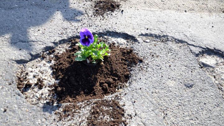 Panseluțe plantate în gropile străzilor din Tulcea. Protestul unor tineri din oraş