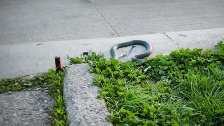 Panică în Cişmigiu: un şarpe de dimensiuni impresionante, surprins târându-se pe asfalt / Foto: Digi 24