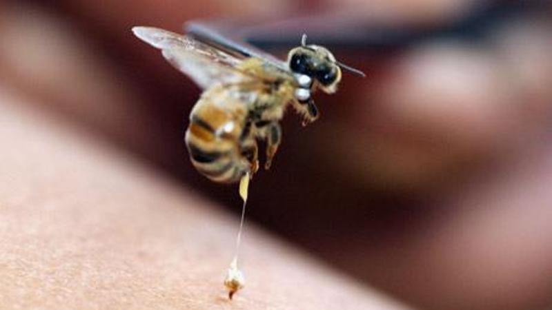Un șofer a rămas încarcerat după ce a fost înţepat de o albină şi a intrat cu maşina într-un cap de pod. Incident șocant în Neamț