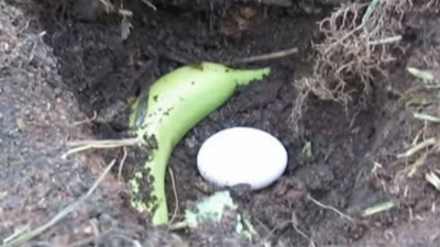 Ce se întâmplă dacă plantezi o banană și un ou? Tot mai mulți fac asta 