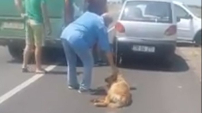 Caine legat de masina