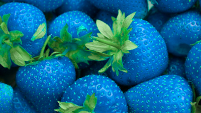 Căpșunile albastre chiar există. Tu ai mânca asa ceva?