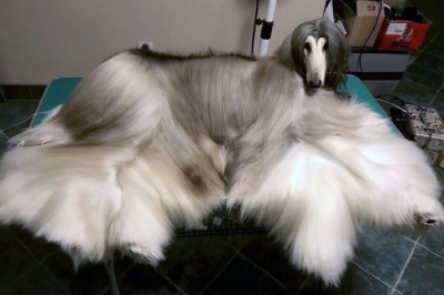 Imagini uimitoare. Cum arată cel mai stilat câine din lume
