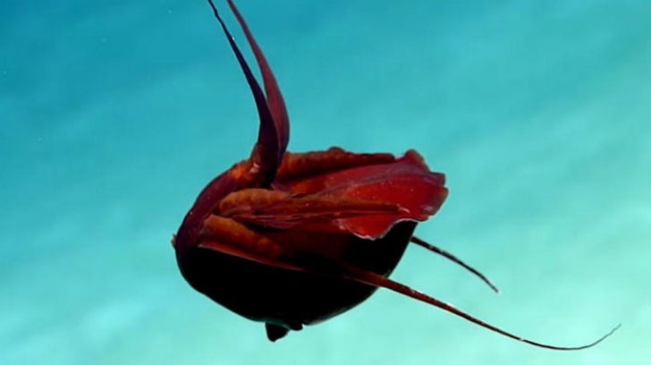Un calamar roșu găsit în adâncul Golfului Mexic