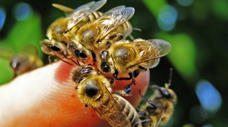 Albinele ucigaşe. Doi oameni au murit şi unul este în stare gravă după ce au fost atacaţi de albine 