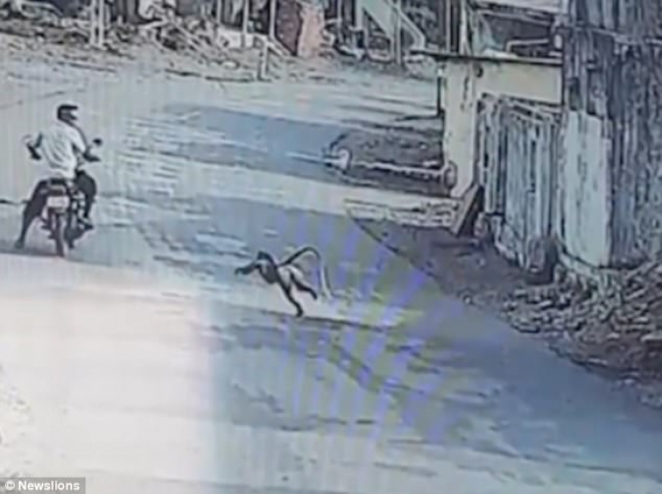 Satul împânzit de maimuțe. Un motociclist este atacat în plină stradă 