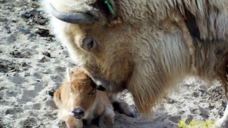 Eveniment extrem de rar: un pui de bizon alb s-a născut în captivitate
