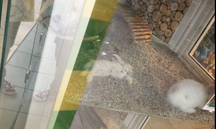 Iepuraș mort în vitrina unui pet-shop dintr-un mall din Ploiești