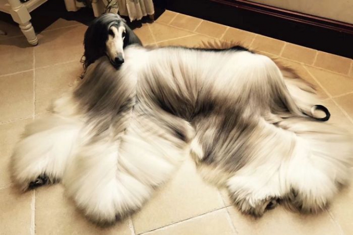 Imagini uimitoare. Cum arată cel mai stilat câine din lume