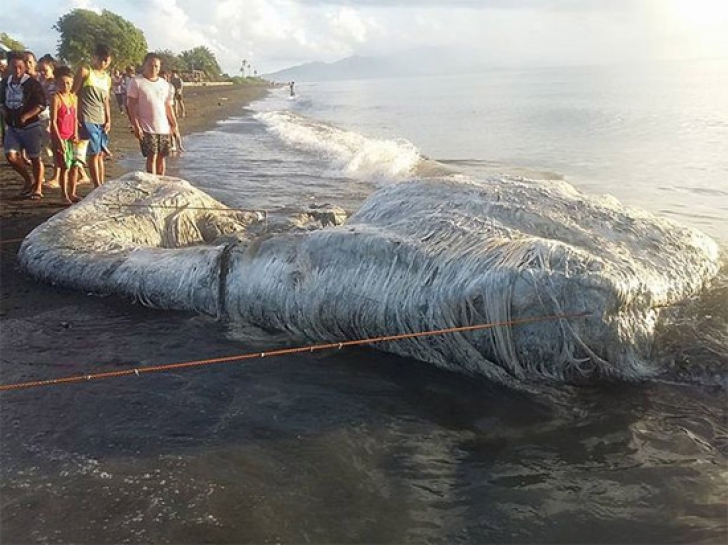 Monstrul marin eșuat în Filipine