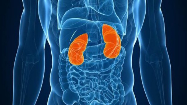 rinichii bolii articulare