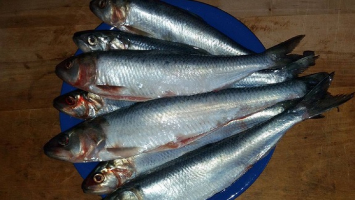 Peştele miraculos care îţi curăţă vasele de sânge de colesterol / Foto: info-delta.ro