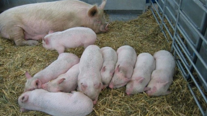 Iohannis sesizează CCR pentru legea de susținere a crescătorilor de porci