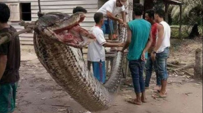 O femeie a fost mâncată de vie de un piton. VIDEO ŞOCANT