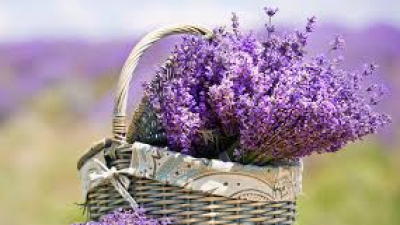 Lavanda: miros îmbietor, proprietăţi fabuloase, dar... periculoasă! Atenţie mare 