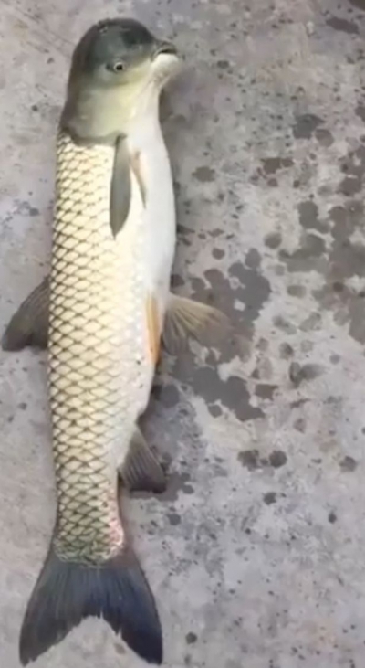 A prins un peşte şi s-a îngrozit! Cum arăta creatura ciudată