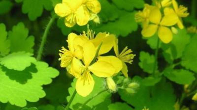 Planta miraculoasă care tratează peste 150 de boli. Unde o poţi găsi 