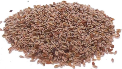 Seminte psyllium