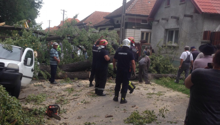 Doi copii şi bunicii lor, răniţi după ce a căzut un copac peste ei