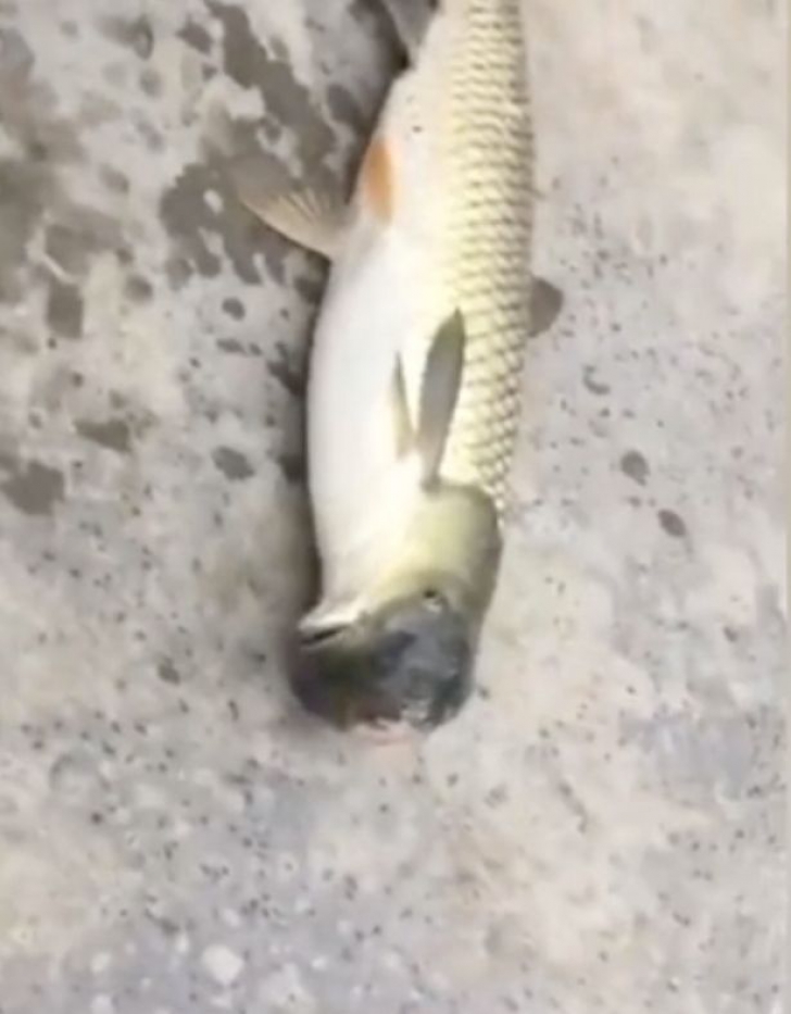 A prins un peşte şi s-a îngrozit! Cum arăta creatura ciudată