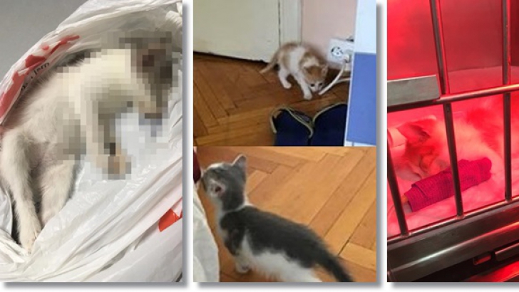 Caz şocant în Timişoara: Doi tineri acuzaţi că adoptau pisici pentru a le ucide