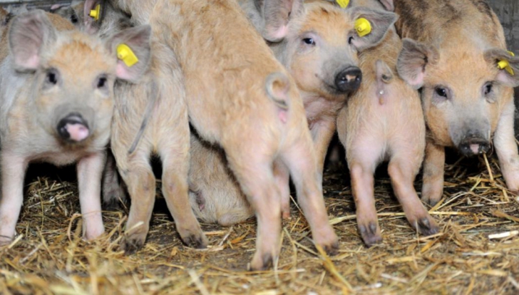 Atenţie! Pesta porcină se extinde în România