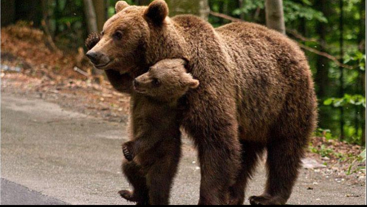 Urși - Imagine ilustrativă