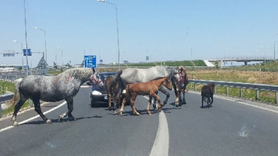 Imagini șocante pe A1! Cai lăsați liberi pe șosea, omor&acirc;ți de mașini
