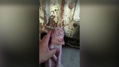 Porc mutant născut în China