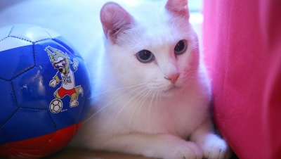 Campionatul Mondial de Fotbal 2018&nbsp;