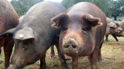 ALERTĂ: Pesta porcină africană, confirmată în 29 de localităţi din judeţul Tulcea