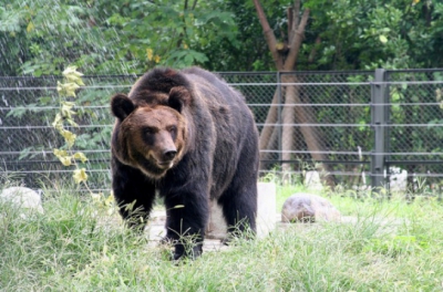 Un urs a fost silit să stea 9 ani încins într-o vestă de fier. Când l-au eliberat, au avut un şoc!