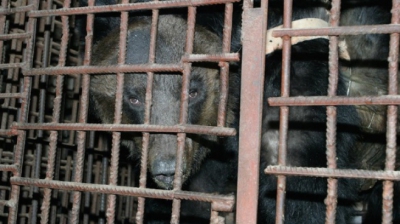 Un urs a fost silit să stea 9 ani încins într-o vestă de fier. Când l-au eliberat, au avut un şoc!