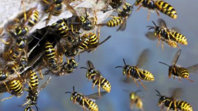 Un bărbat a murit după ce a fost înţepat de viespi