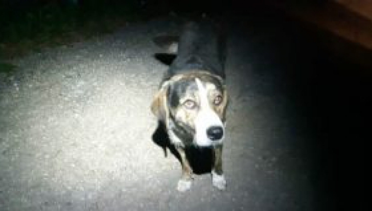 Câinele care a salvat un bărbat pe Muntele Semenic și-a găsit stăpân celebru. Cine l-a adoptat