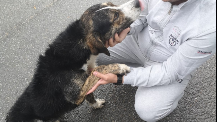 Câinele care a salvat un bărbat pe Muntele Semenic și-a găsit stăpân celebru. Cine l-a adoptat