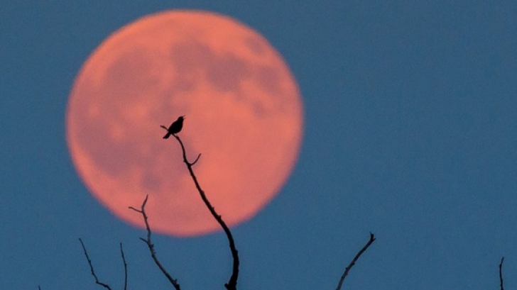 Eclipsă de lună. 6 zodii care vor fi cel mai puţin afectate de Luna sângerie din 27 iulie